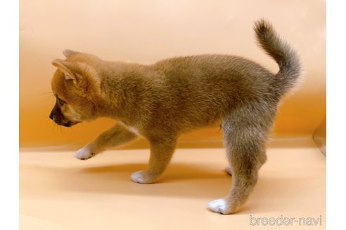 成約済の東京都の柴犬-346363の4枚目