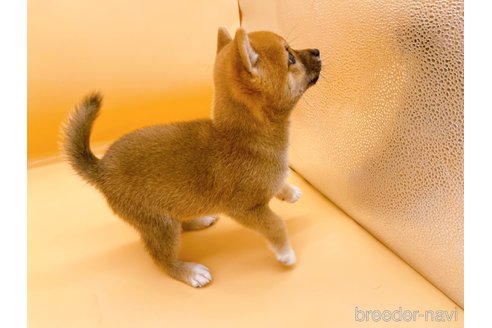 成約済の東京都の柴犬-346363の5枚目