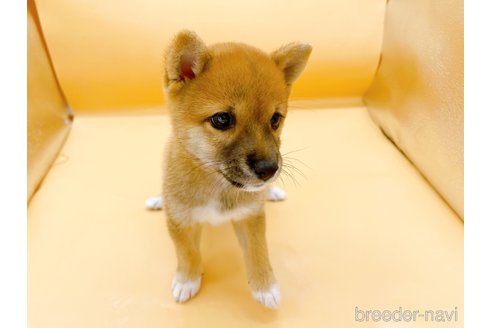 成約済の東京都の柴犬-346363の6枚目