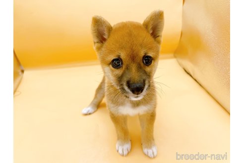 成約済の東京都の柴犬-346363の7枚目