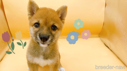 成約済の東京都の柴犬-346363の1枚目