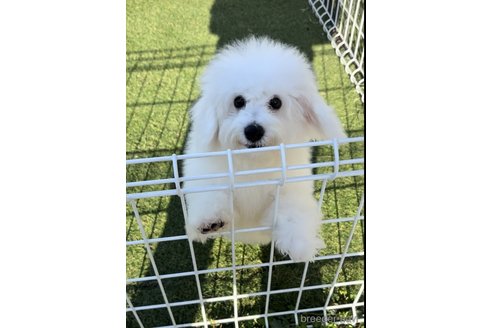 成約済の埼玉県のビションフリーゼ-329864の2枚目