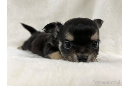 成約済の千葉県のチワワ(ロングコート)-344656の21枚目