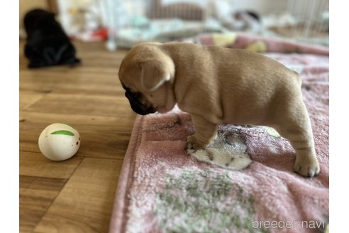 成約済の福岡県のフレンチブルドッグ-346379の5枚目