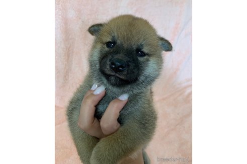 成約済の長野県の柴犬-346392の1枚目