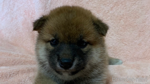 成約済の長野県の柴犬-346393の1枚目