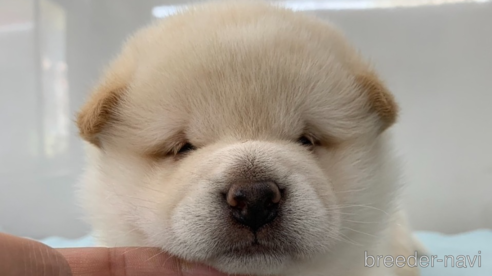 成約済の長野県の柴犬-346394