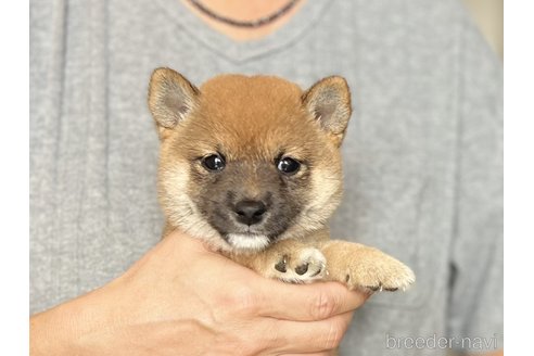 成約済の愛知県の豆柴-341879の1枚目