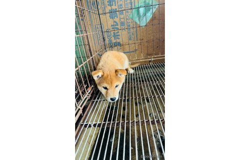 成約済の茨城県の豆柴-346415の5枚目