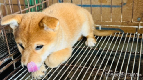 成約済の茨城県の豆柴-346415の3枚目