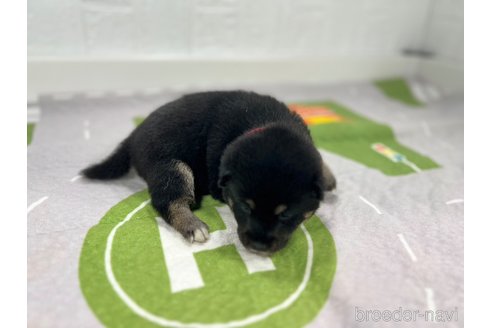成約済の愛知県の豆柴-346414の4枚目