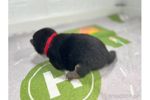成約済の愛知県の豆柴-346414の5枚目