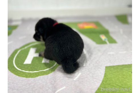 成約済の愛知県の豆柴-346414の6枚目