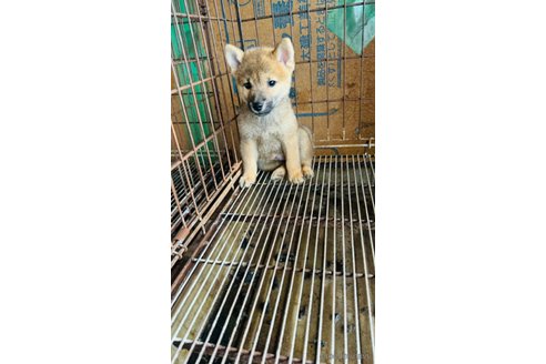 成約済の茨城県の豆柴-346417の3枚目
