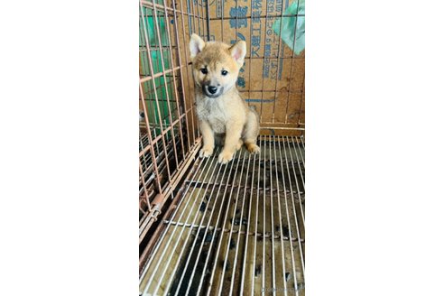 成約済の茨城県の豆柴-346417の4枚目