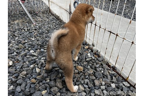 成約済の岡山県の柴犬-346427の5枚目