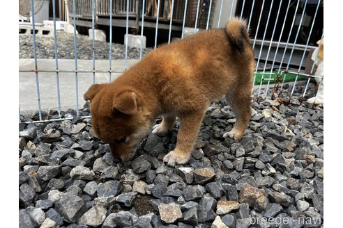 成約済の岡山県の柴犬-346427の4枚目