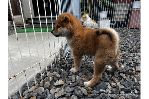 成約済の岡山県の柴犬-346427の3枚目
