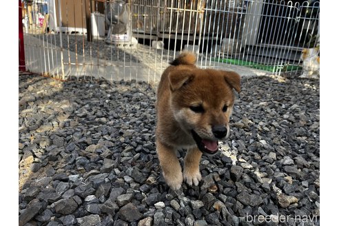 成約済の岡山県の柴犬-346427の2枚目
