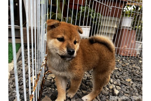 成約済の岡山県の柴犬-346427の1枚目