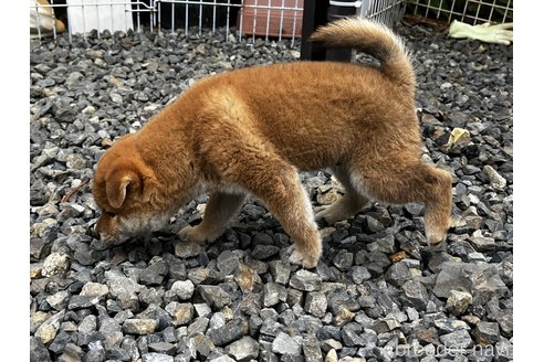 成約済の岡山県の柴犬-346428の5枚目