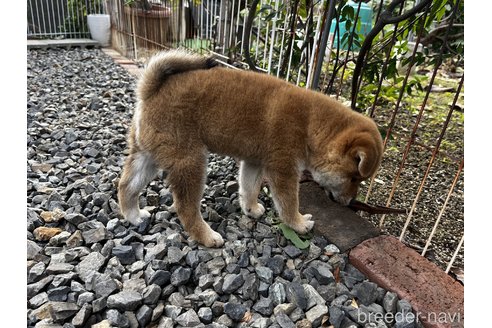 成約済の岡山県の柴犬-346428の4枚目