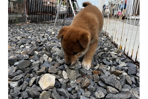 成約済の岡山県の柴犬-346428の3枚目