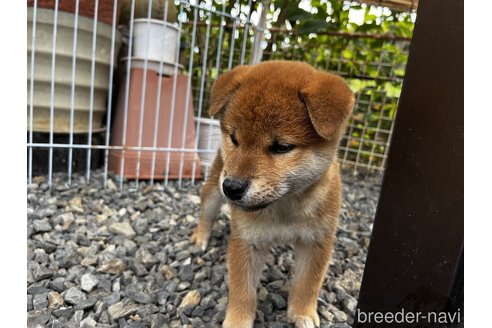 成約済の岡山県の柴犬-346428の2枚目
