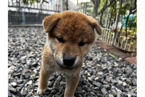 成約済の岡山県の柴犬-346428の1枚目