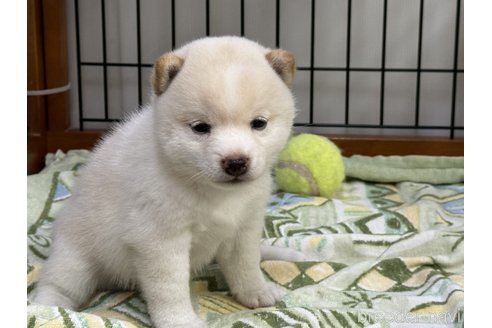 成約済の岡山県の豆柴-346463の5枚目