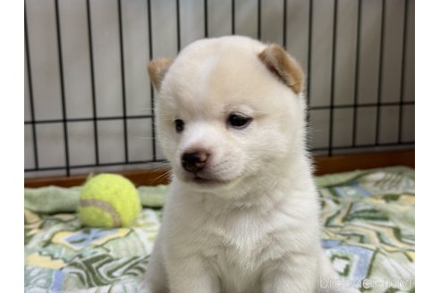 成約済の岡山県の豆柴-346463の2枚目