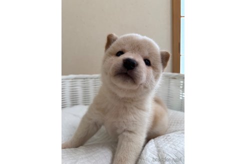 成約済の兵庫県の豆柴-346476の1枚目