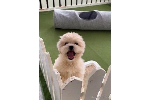 成約済の福岡県のミックス犬-332628の3枚目