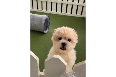 成約済の福岡県のミックス犬-332628の2枚目