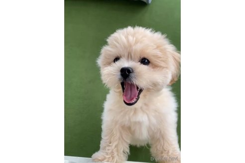成約済の福岡県のミックス犬-332628の4枚目