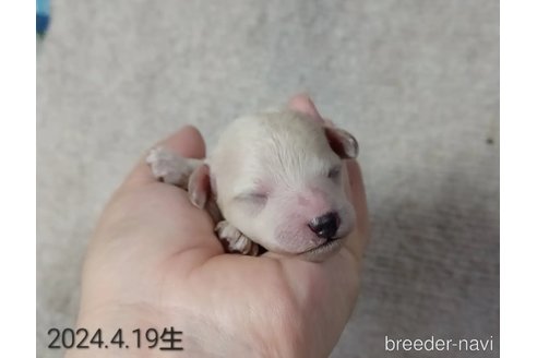 成約済の大阪府のトイプードル-346481の5枚目