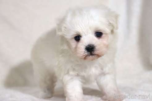 成約済の滋賀県のマルプー:マルチーズ×トイプードル-346482の3枚目