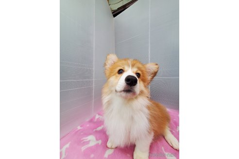 成約済の岩手県のウェルシュコーギーペンブローク-346524の2枚目
