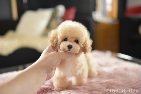 成約済の茨城県のタイニープードル-339645の5枚目