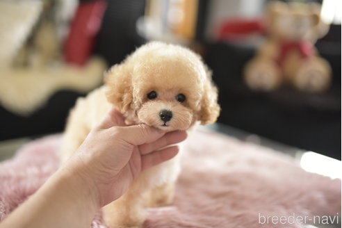 成約済の茨城県のタイニープードル-339645の4枚目