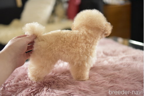 成約済の茨城県のタイニープードル-339645の3枚目