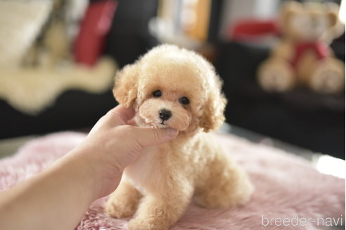 成約済の茨城県のタイニープードル-339645の2枚目