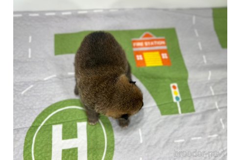 成約済の愛知県の豆柴-346527の3枚目