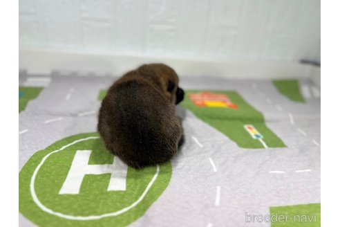 成約済の愛知県の豆柴-346527の5枚目