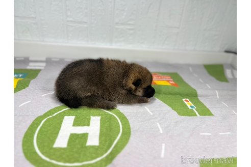 成約済の愛知県の豆柴-346527の2枚目