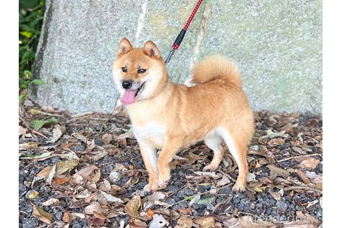 楓ちゃん1枚目