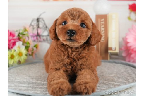 成約済の茨城県のトイプードル-346534の5枚目