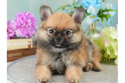 成約済の茨城県のポメチワ:ポメラニアン×チワワ-346548の7枚目