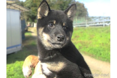成約済の宮城県の柴犬-346352の5枚目