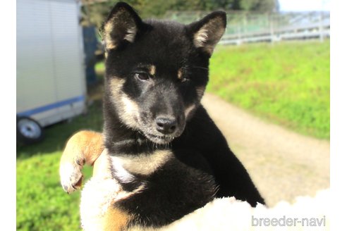 成約済の宮城県の柴犬-346352の4枚目